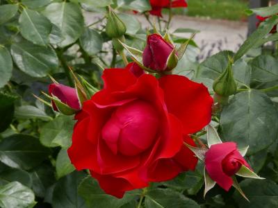 rosier-black-forest-rose-2