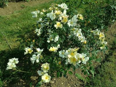 rosier-bloomfield-dainty-1