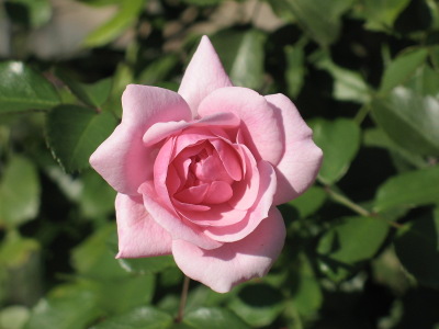 rosier-bonica-82-2