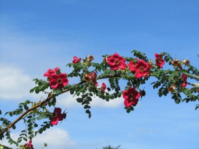 rosier-de-moyes-geranium-1