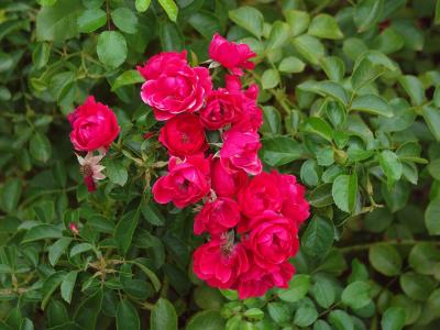 rosier-flower-carpet-2