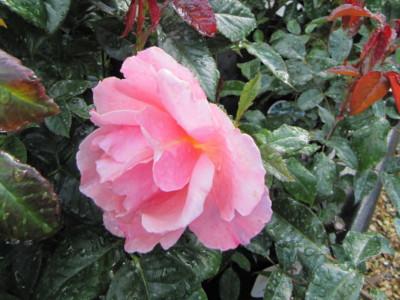 rosier-fragrant-delight-1
