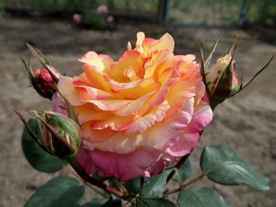 rosier-gorgeous-1