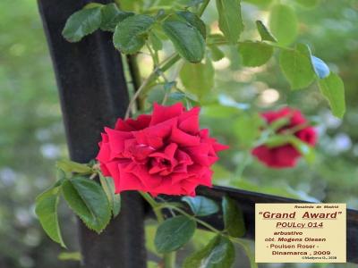 rosier-grand-award-1