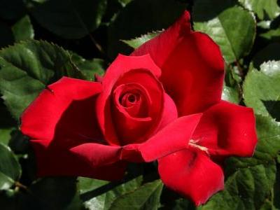 rosier-grande-amore-1