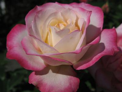 rosier-la-minuette-1