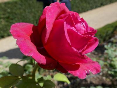 rosier-la-rose-des-4-vents-1