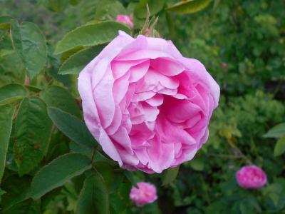 rosier-marie-de-blois-1