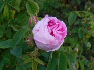 rosier-marie-de-blois-2
