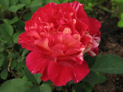 rosier-maurice-utrillo-2