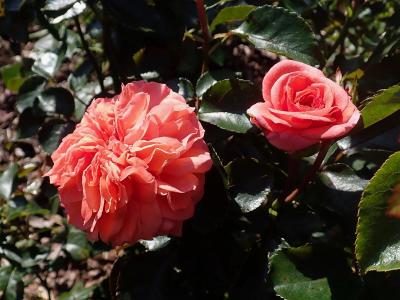 rosier-orangerie-1