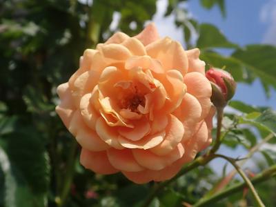 rosier-peach-melba-1