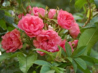 rosier-pink-grootendorst-1