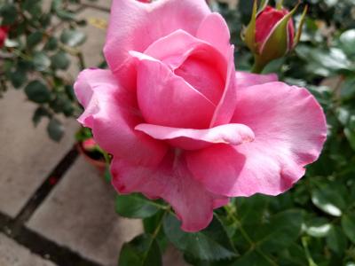 rosier-pink-voluptia-1