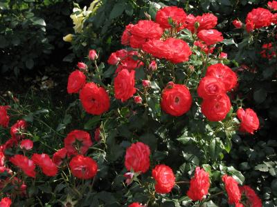 rosier-planten-un-blomen-1