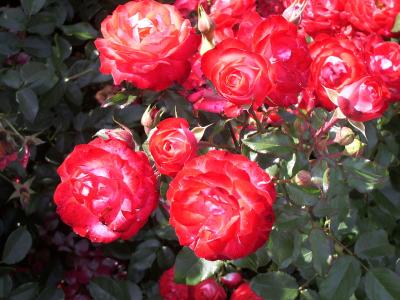 rosier-planten-un-blomen-2
