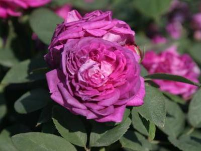 rosier-reine-des-violettes-1