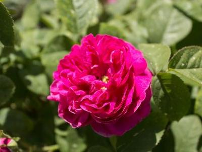 rosier-rose-de-rescht-2