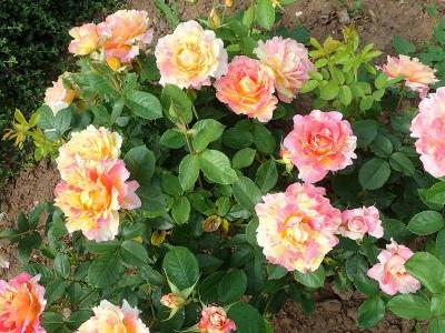 rosier-rose-des-cisterciens-1