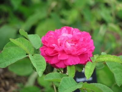 rosier-rose-du-roi-2