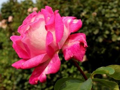 rosier-rose-gaujard-1