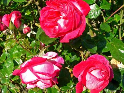 rosier-rose-gaujard-2