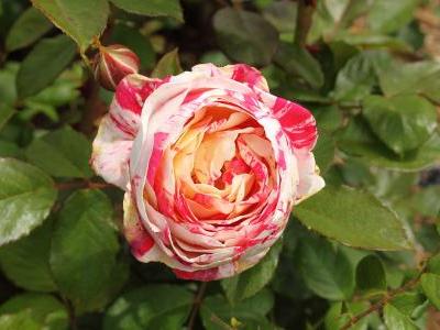 rosier-scentimental-1