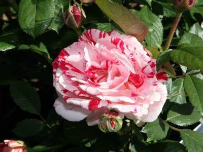 rosier-scentimental-2