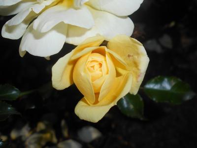 rosier-sunny-rose-2