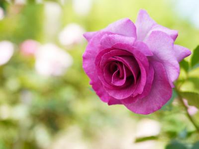 rosier-violette-parfumee-1