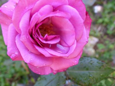 rosier-violette-parfumee-2