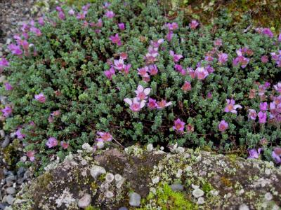saxifrage-a-feuilles-opposees-1