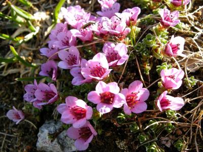 saxifrage-a-feuilles-opposees-2