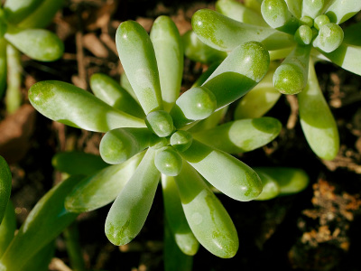 sedum-pachyphyllum-1
