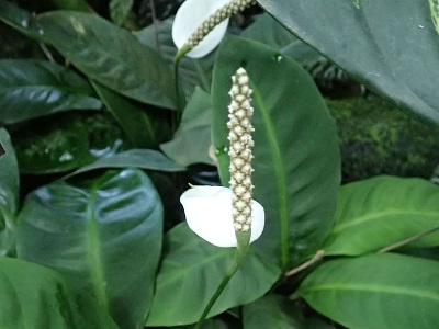 spathiphyllum-floribundum-1