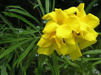 thevetia-jaune-2