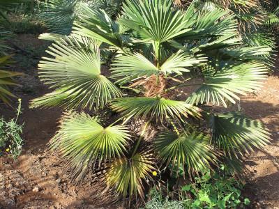 trachycarpus-de-wagner-1