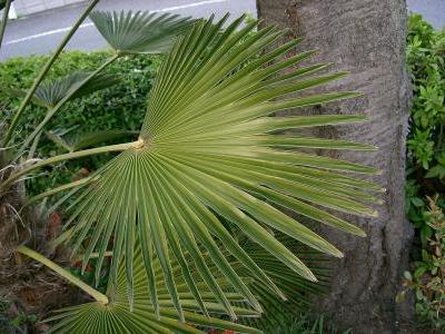 trachycarpus-de-wagner-2