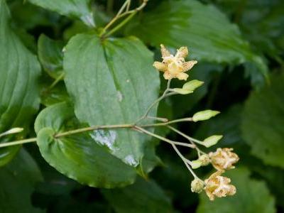 tricyrtis-latifolia-2