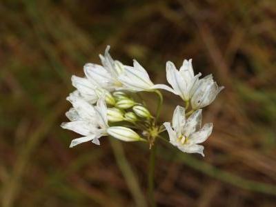 triteleia-hyacinthina-2
