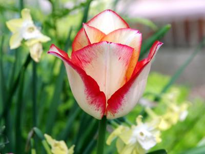 tulipe-2