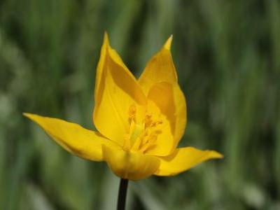 tulipe-des-bois-2