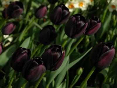 tulipe-reine-de-la-nuit-1