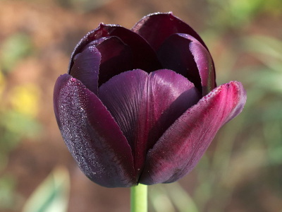 tulipe-reine-de-la-nuit-2