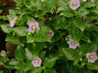 violette-de-perse-1