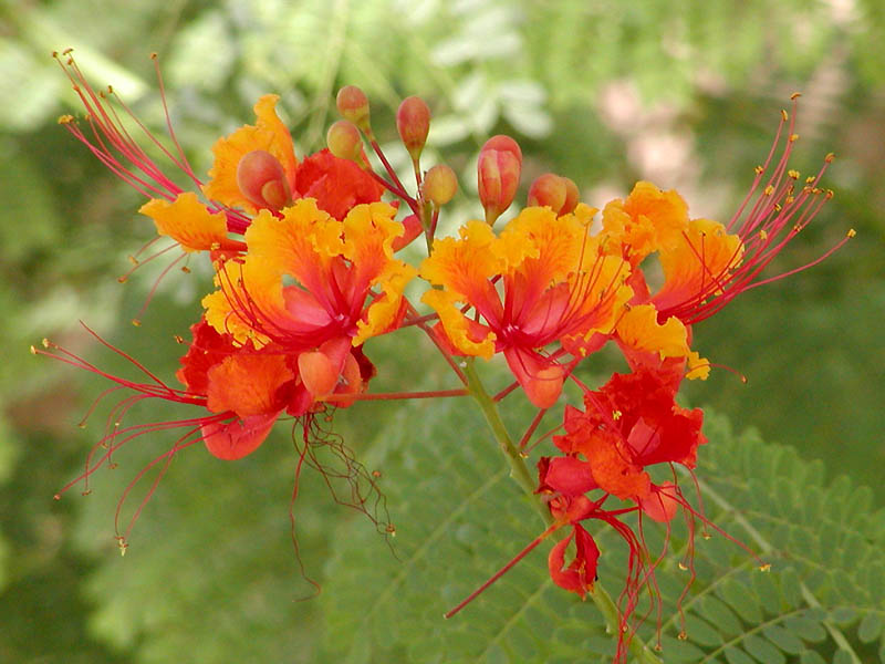 Petit flamboyant (Caesalpinia pulcherrima) : taille, bouturage, entretien