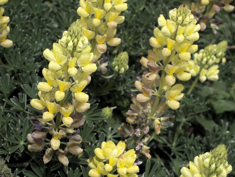 250 graines-en vrac Fleur-Lupin-arboreus Jaune 