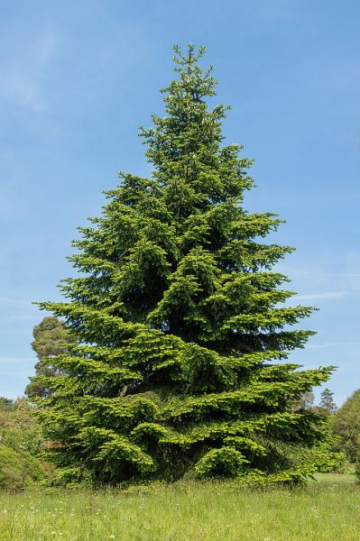  Sapin d Espagne  Abies pinsapo taille bouturage entretien