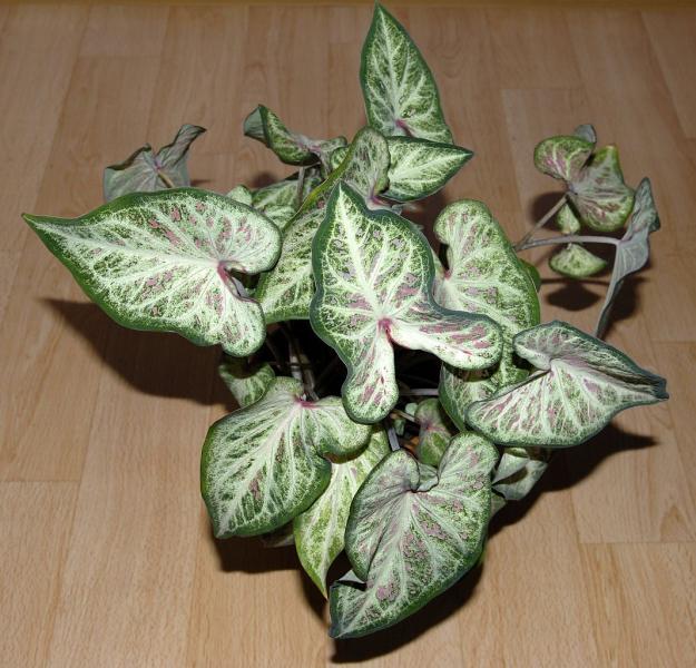 Caladium bicolore (Caladium bicolor) entretien, arrosage
