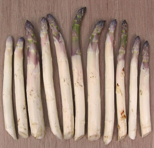 Calli 20pcs potager asperges graines de officinalis 